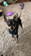 Medium Photo #1 Chihuahua-Unknown Mix Puppy For Sale in Detroit Lakes, MN, USA