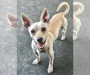 Rat-Cha Dogs for adoption in Atlanta, GA, USA