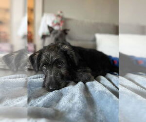 Labradoodle Dogs for adoption in pomfret, CT, USA