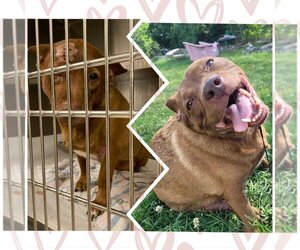Dachshund-Unknown Mix Dogs for adoption in Georgian Bluffs, Ontario, Canada