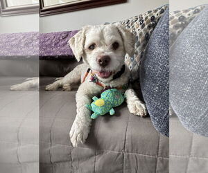 Mutt Dogs for adoption in Philadelphia, PA, USA