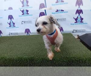 Maltipoo Dogs for adoption in Orlando, FL, USA