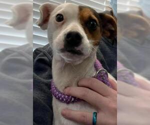 Jack Russell Terrier Dogs for adoption in Newfoundland, PA, USA