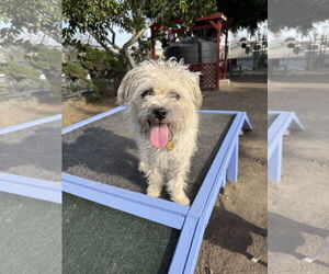Mutt Dogs for adoption in Seal Beach, CA, USA