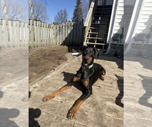 Doberman Pinscher Dogs for adoption in Minneaoplis, MN, USA