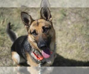 German Shepherd Dog Dogs for adoption in Denver, CO, USA