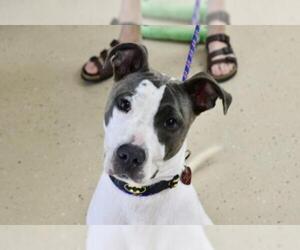 Bullboxer Pit Dogs for adoption in Mundelein, IL, USA