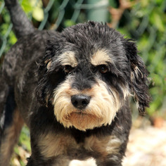 Lhasa-Poo Dogs for adoption in Waco, TX, USA