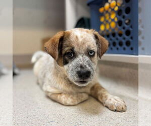 Australian Shepherd Dogs for adoption in Rohnert Park, CA, USA