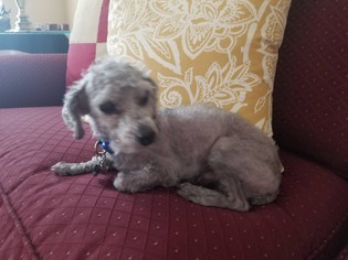 Poodle (Toy) Dogs for adoption in Chantilly, VA, USA