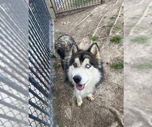 Alaskan Malamute-Unknown Mix Dogs for adoption in Riverside, CA, USA