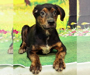 Labrador Retriever-Unknown Mix Dogs for adoption in Wetumpka, AL, USA