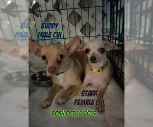Chihuahua Dogs for adoption in Huddleston, VA, USA
