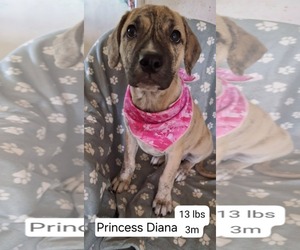 Labrador Retriever-Unknown Mix Dogs for adoption in Cliffwood, NJ, USA