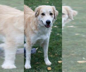 Golden Pyrenees Dogs for adoption in Mankato, MN, USA