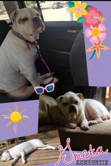 Bulldog Dogs for adoption in Fenton, MO, USA