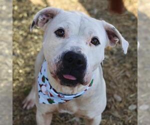 American Staffordshire Terrier Dogs for adoption in San Antonio, TX, USA