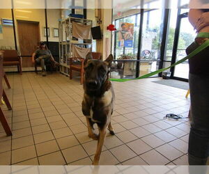 Mutt Dogs for adoption in Ocala, FL, USA