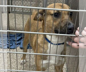 Mutt Dogs for adoption in Martinsburg, WV, USA