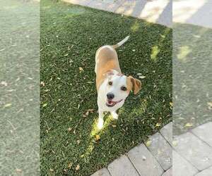 Chihuahua-Whippet Mix Dogs for adoption in Cave Creek, AZ, USA