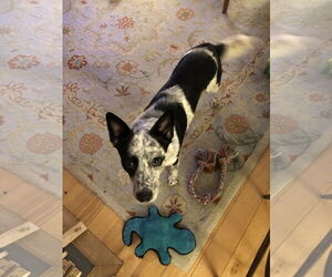 Mutt Dogs for adoption in Garden City, NY, USA