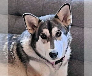 Siberian Husky Dogs for adoption in Omaha, NE, USA