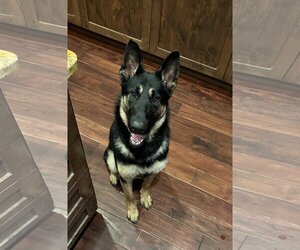German Shepherd Dog-Huskies  Mix Dogs for adoption in Incline Village, NV, USA