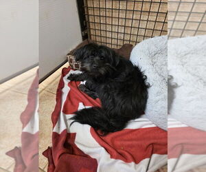 Mutt Dogs for adoption in Osgood, IN, USA