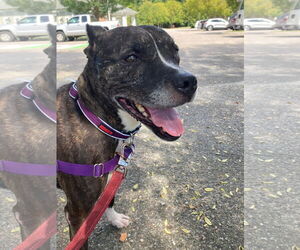 Mutt Dogs for adoption in Virginia Beach, VA, USA