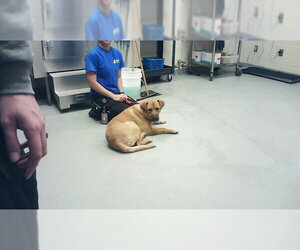 Black Mouth Cur-Labrador Retriever Mix Dogs for adoption in Fayetteville, NC, USA