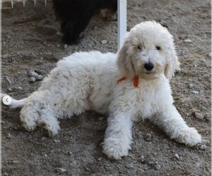 Poodle (Standard) Dogs for adoption in Bellevue, WA, USA