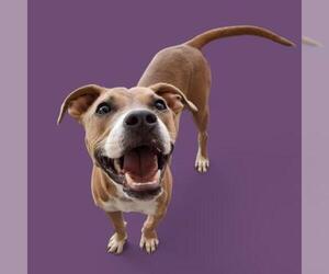 American Pit Bull Terrier-Unknown Mix Dogs for adoption in Bakersfield, CA, USA
