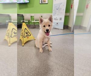 Siberian Husky-Unknown Mix Dogs for adoption in Louisville, KY, USA