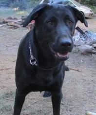Shepradors Dogs for adoption in Battle Ground, WA, USA