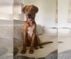 Australian Retriever Dogs for adoption in Tampa, FL, USA