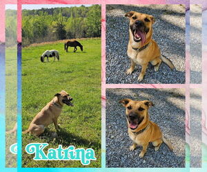 Shepradors Dogs for adoption in Blacksburg, SC, USA