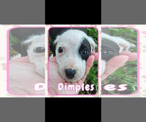 Labrador Retriever-Unknown Mix Dogs for adoption in Brooksville, FL, USA