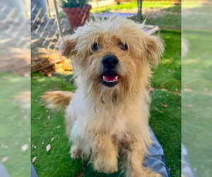 Mutt Dogs for adoption in Ventura, CA, USA