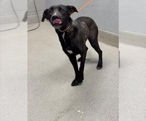 Labrador Retriever-Unknown Mix Dogs for adoption in Las Vegas, NV, USA