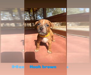 American Staffordshire Terrier-Unknown Mix Dogs for adoption in San Antonio, TX, USA