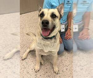 Siberian Husky-Unknown Mix Dogs for adoption in Brighton, CO, USA
