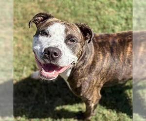 American Pit Bull Terrier Dogs for adoption in Tulsa, OK, USA
