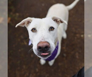 Labrador Retriever-Unknown Mix Dogs for adoption in San Antonio, TX, USA