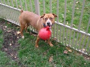 Boxer-Unknown Mix Dogs for adoption in Montello, WI, USA
