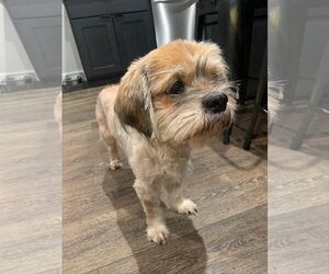 Shih Tzu-Unknown Mix Dogs for adoption in Indianapolis, IN, USA