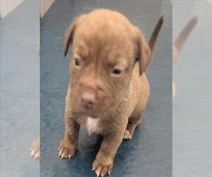 Mutt Dogs for adoption in Mobile, AL, USA