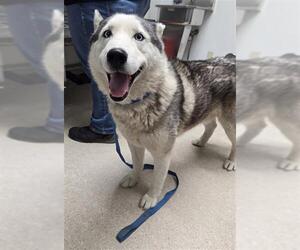 - Mix Dogs for adoption in Bakersfield, CA, USA