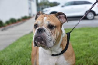 Bulldog Dogs for adoption in Sanford, FL, USA