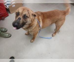 Anatolian Shepherd-Unknown Mix Dogs for adoption in McKinleyville, CA, USA
