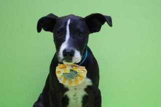 American Pit Bull Terrier-Labrador Retriever Mix Dogs for adoption in San Angelo, TX, USA